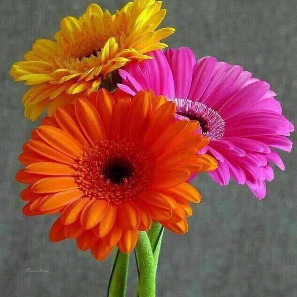 Meet your Posher, Susan